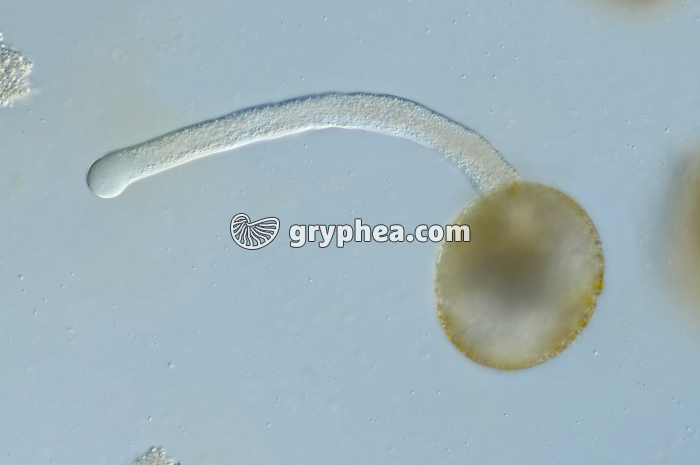 Germination de Pollen de Lys x100 - gryphea.com